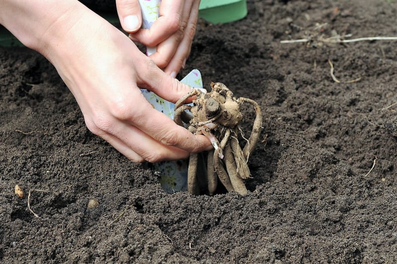 12 rad a tipů, jak zasadit a pěstovat jiřiny, tradiční květiny našich zahrad 3
