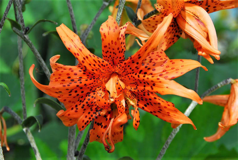 Turbanovité květy lilie druhu speciosum neboli lilie nádherné mají v průměru asi 10 cm a vyrůstají ve volném hroznovitém květenství.    Na snímku kultivar Flore Pleno.