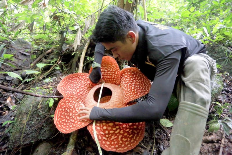 Rafflesia tuan-mudae 6