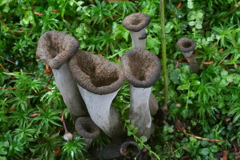 Podzimní houby - Obrázek 17 - Stroček trubkovitý (Craterellus cornucopioides)