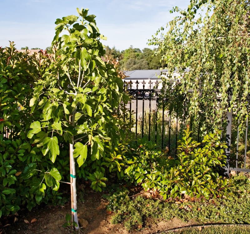 Fíkovník smokvoň (Ficus carica) 2