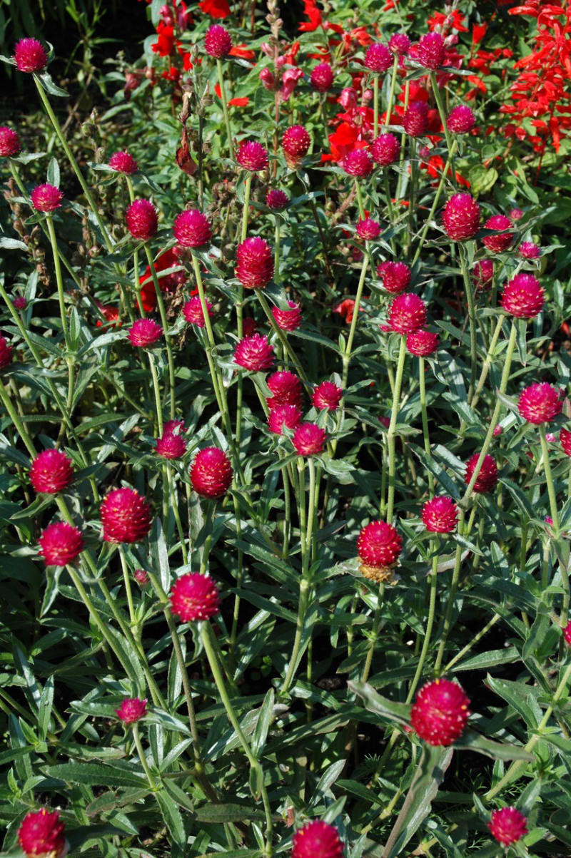 Květiny vhodné k sušení - Obrázek 8 - Pestrovky (Gomphrena CARMINE)