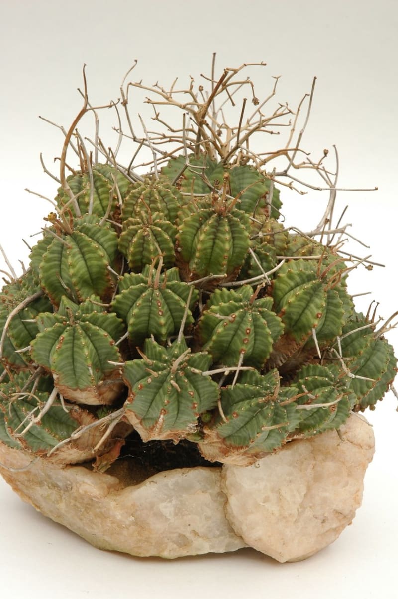 Sukulentní krajinky - Obrázek 3 - Euphorbia valida