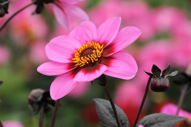 12 rad a tipů, jak zasadit a pěstovat jiřiny, tradiční květiny našich zahrad 6