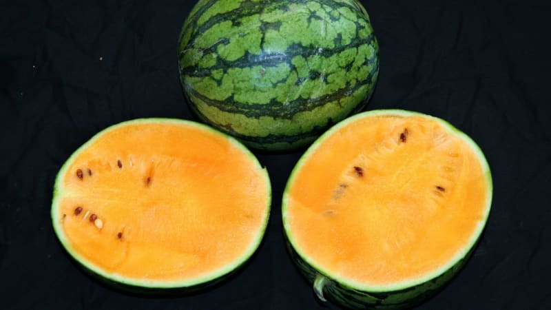 Vodní meloun Primaorange F1 s oranžovou dužninou je raný hybrid s jasně oranžovou dužninu obsahuje velmi málo malých semen. 