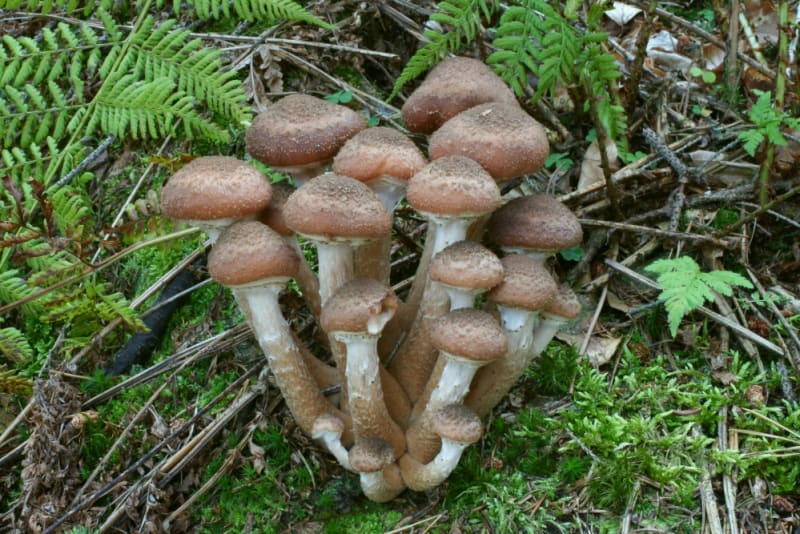 Podzimní houby - Obrázek 20 - Václavka smrková (Armillaria ostoyae)