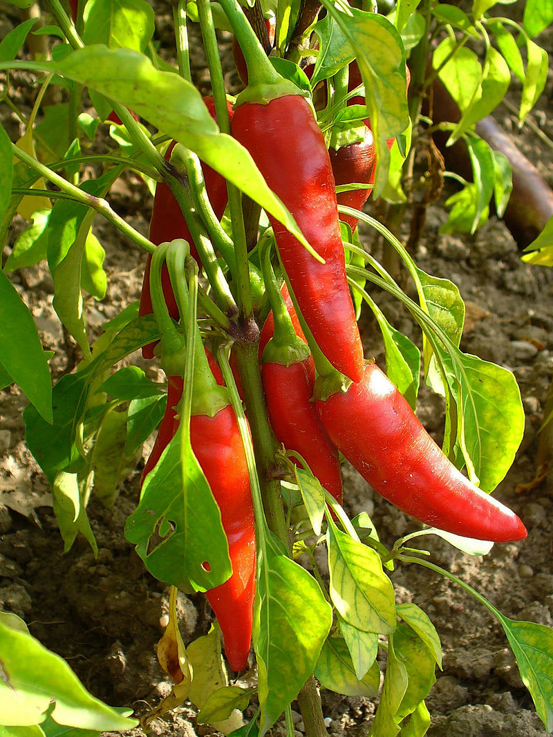 Jak pěstovat chilli papričky 4