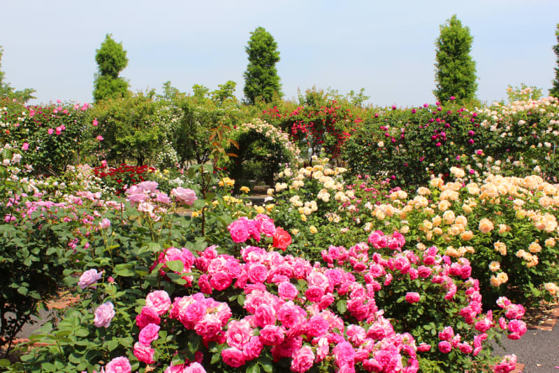 Nejkrásnější růžové zahrady 9