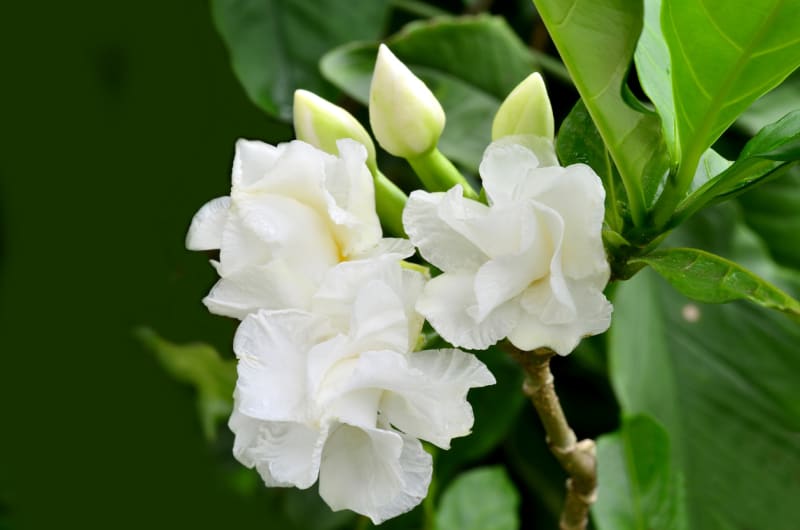 Gardénie jasmínovitá (Gardenia jasminoides) 2