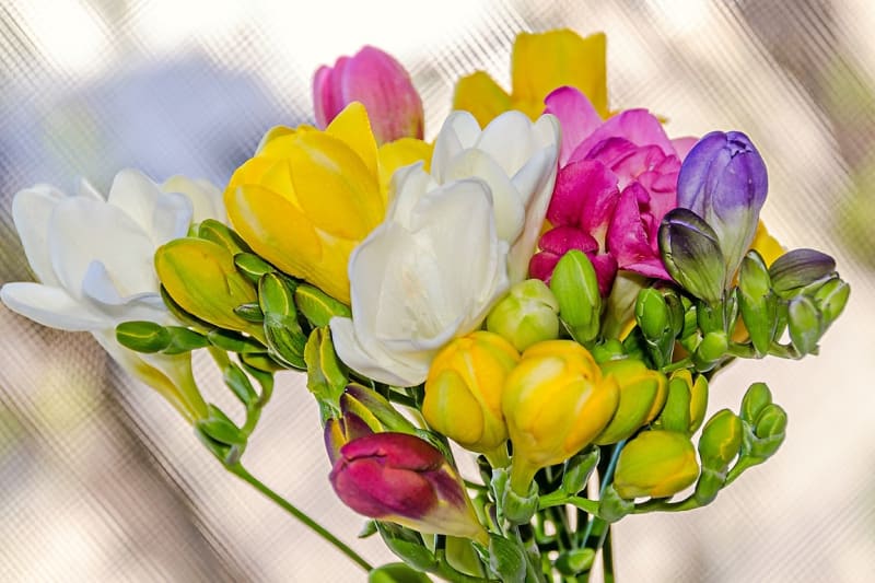 K MDŽ se jako dárek hodí všechny jarní květiny, především tulipány, narcisy, hyacinty, frézie či modřence.