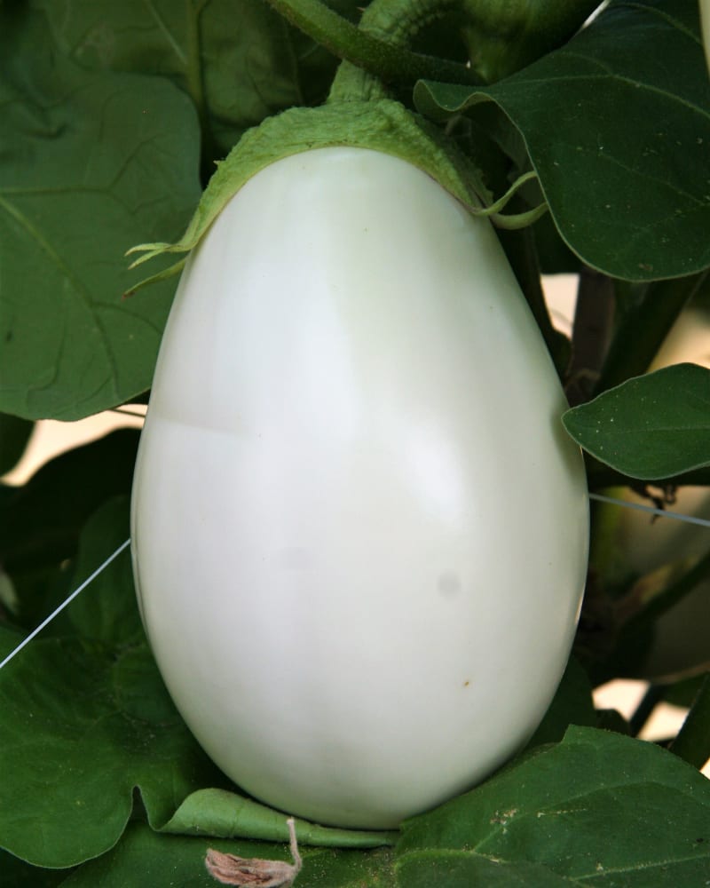 Poloraný hybrid Clara F1 se středním vzrůstem má plody bílé, oválné a mírně žebrované, dužina má masitou konzistenci. Chuťově je velmi jemný.