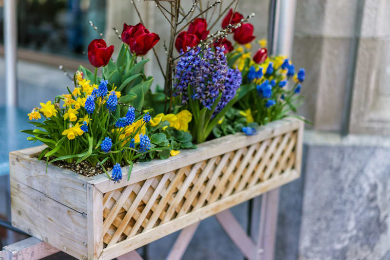 První jarní truhlíky osaďte maceškami, petrklíči, tulipány, modřenci i hyacinty. Zimy se nebojí