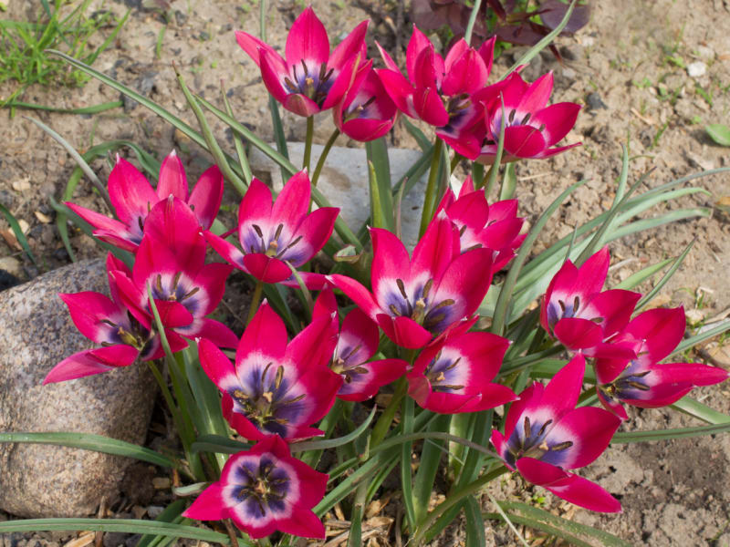 Tulipány nemusíte každoročně po odkvětu vytahovat  9
