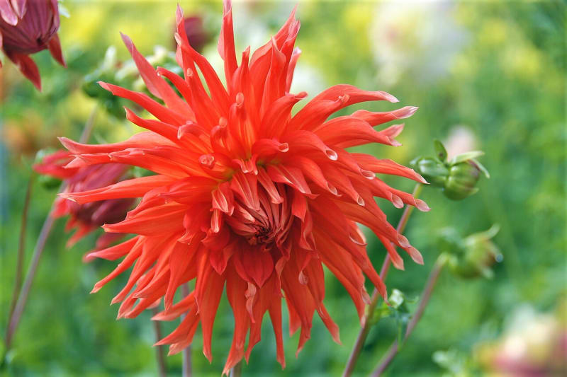 12 rad a tipů, jak zasadit a pěstovat jiřiny, tradiční květiny našich zahrad 24