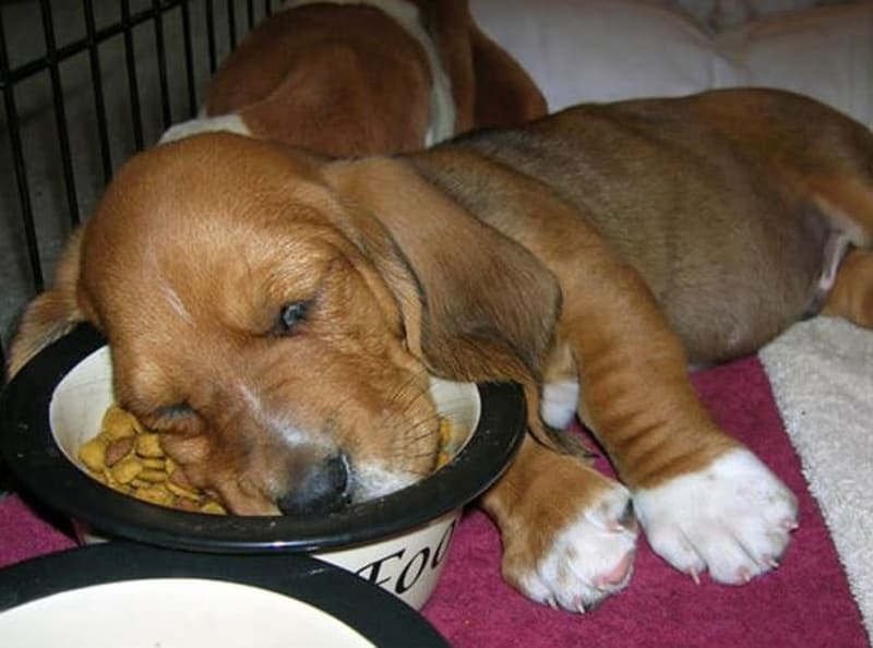 GALERIE: Jasný důkaz, že psi dokáží usnout kdekoliv a kdykoliv - Obrázek 14