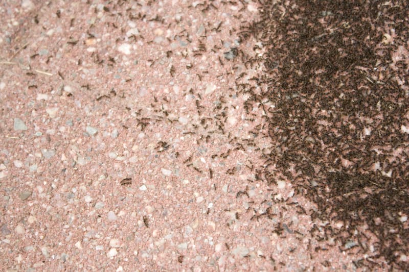 Mravenci v domě - Obrázek 1