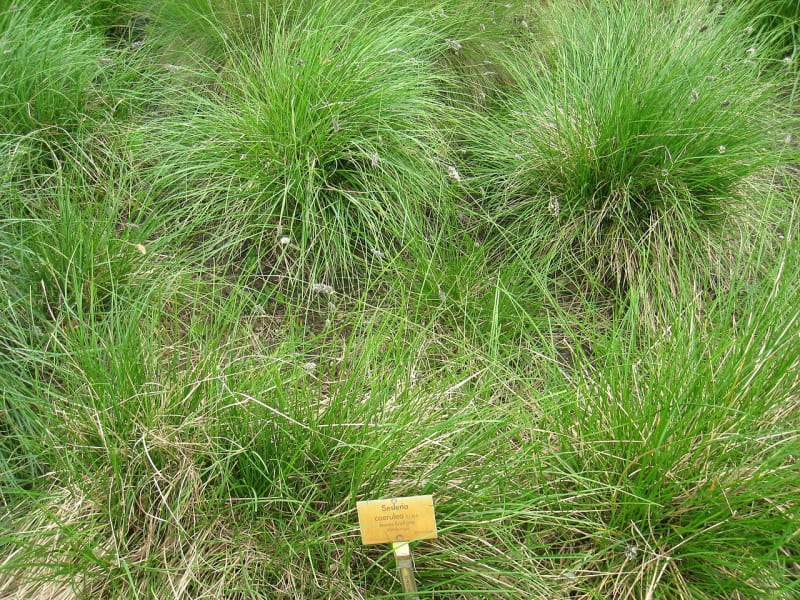 Okrasné traviny pro skalky - Obrázek 6 - Pěchava vápnomilná (Sesleria caerulea)