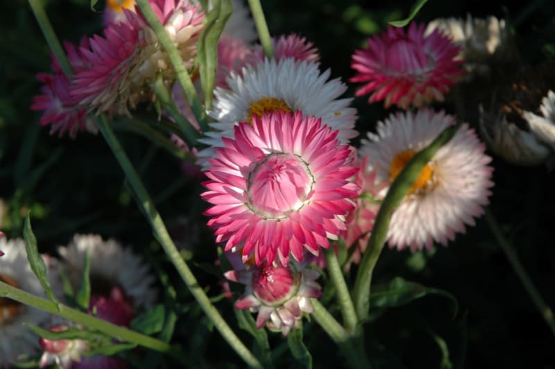 Květiny vhodné k sušení - Obrázek 4 - Slaměnka (Helichrysum bracteatum)