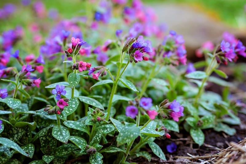Plicník lékařský (Pulmonaria officinalis) je drobná bylina, na jaře jedna z prvních, kterou sbíráme. Zajímavá rostlina se pyšní pestrými kvítky od růžové po fialovou a listy s malými skvrnkami.