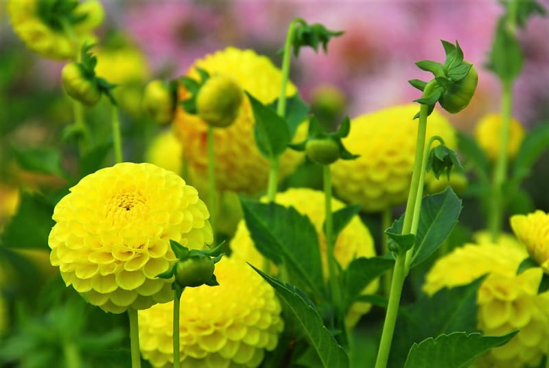 Jiřinky pomponkovité jsou podobné balkám, mají ale menší a kompaktnější květenství. Na snímku kultivar Deepest Yellow.