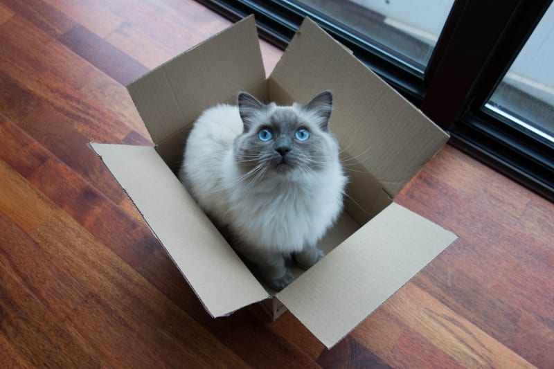 Kočky v krabici - Obrázek 2