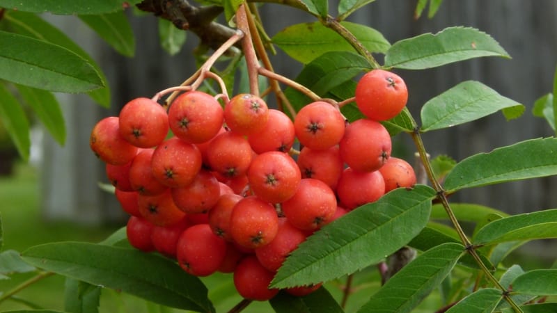 Vysaďte si na zahradu jeřáb moravský sladkoplodý a sklízejte zdravé plody plné vitaminu C