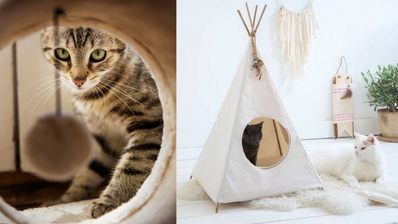 Kočka v moderním bytě: Jak sladit kočičí zázemí se stylovým zařízením bytu