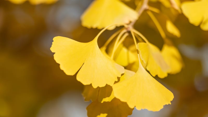 Ginkgo biloba na podzim září zlatými listy. Vydejte se obdivovat jejich krásu