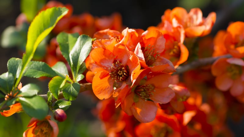 Kdoulovec: Vysaďte si do zahrady keř s nádhernými květy a voňavými plody