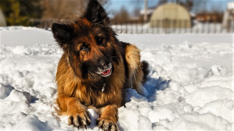 Základní pravidla péče o psa v zimě