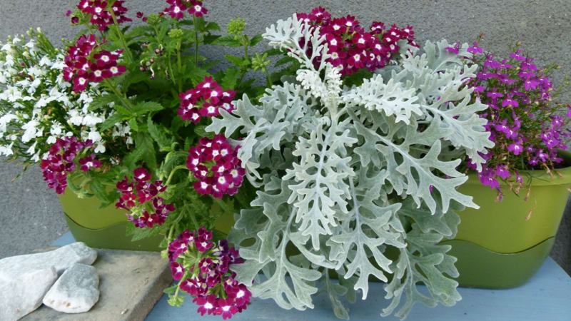 Samozavlažovací truhlíky: Jak pěstovat květiny a zeleninu na balkoně i bez každodenního zalévání