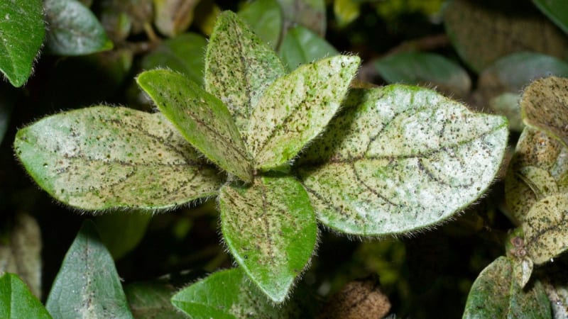 Červci, svilušky a třásněnky: Jak se zbavit nejnebezpečnějších škůdců pokojových rostlin