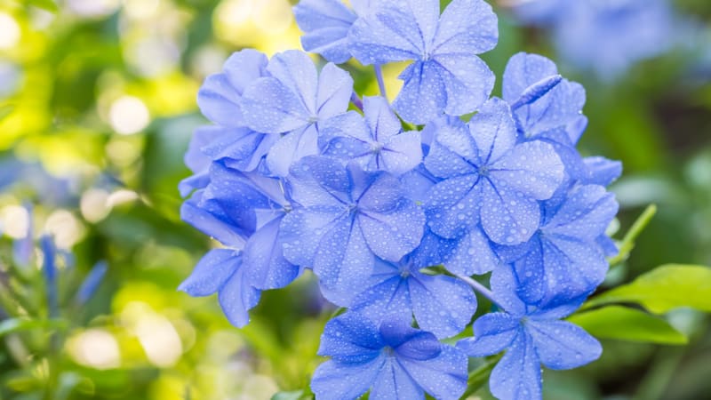 Kalokvět a olověnec: Květiny s nejkrásnějším odstínem modré barvy