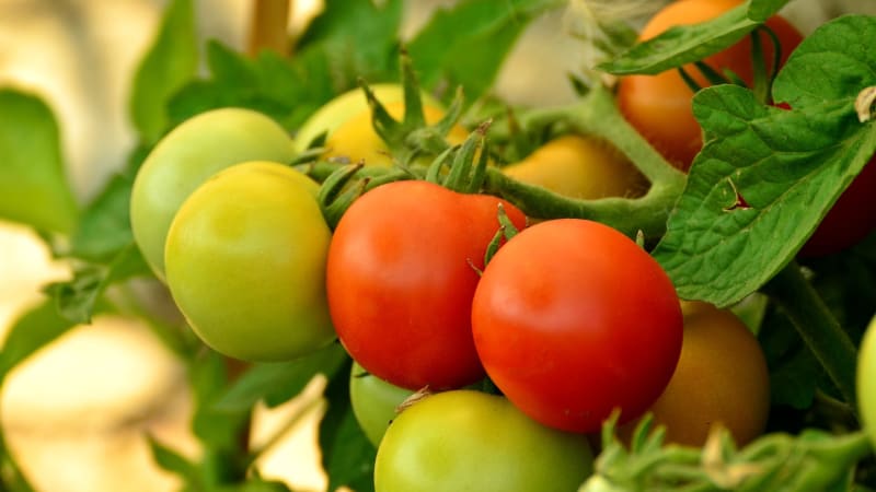 Zelená rajčata mohou dozrát i doma: Předpovědi počasí už varují před mrazíky