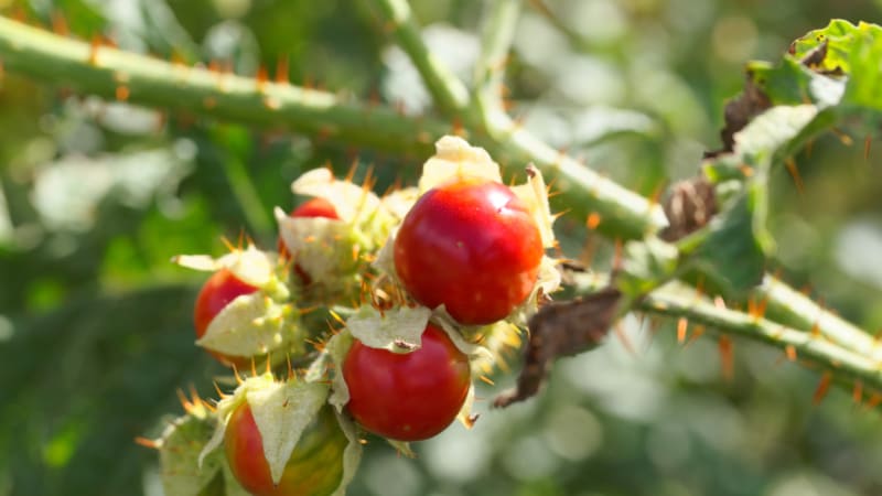 Liči rajčátko neboli lilek hulevníkolistý má plody, které chutnají po třešních