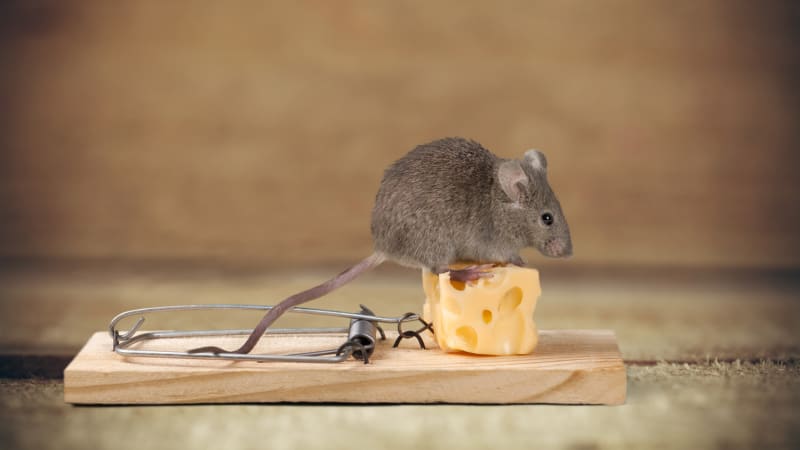 Myši v domě? Vyzkoušejte osvědčené triky, které hlodavce vyženou jednou pro vždy