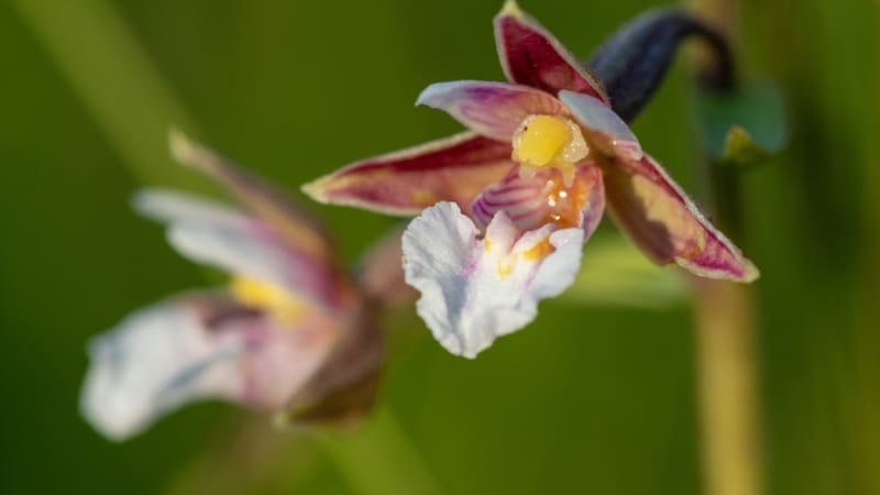 Okrotice, prstnatec a kruštík jsou zemní orchideje, které můžete právě teď potkat v přírodě