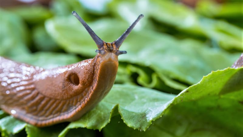 23 rad, tipů a triků, jak vyhnat slimáky ze zahrady