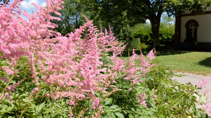 Tip pro romantickou zahradu: Pěstujte trvalky s květy jako nadýchané obláčky