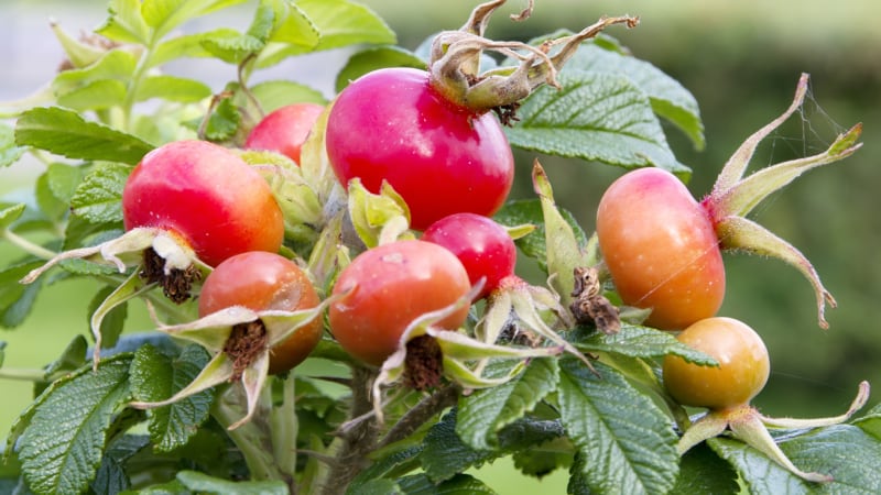 Šípky plodových růží jsou plné vitaminu C. Připravíte z nich čaj, šťávu, sirup i marmeládu