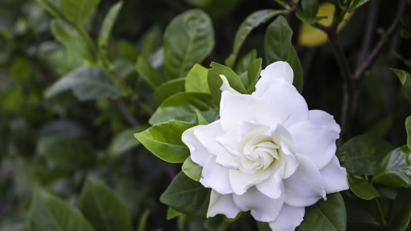 Gardénie jasmínovitá: Kouzelná pokojová květina s něžnou vůní podobnou jasmínu