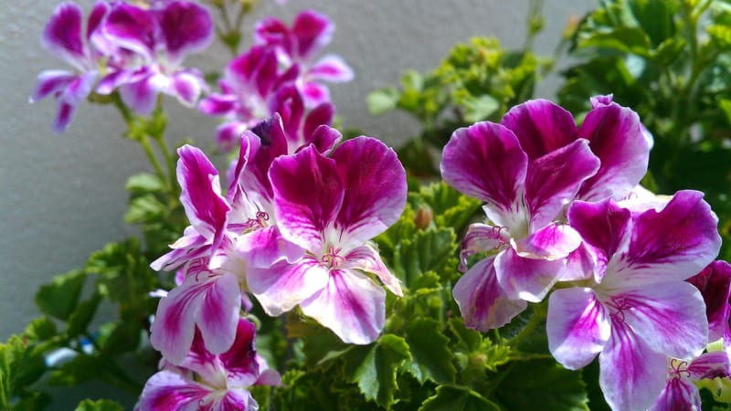 Muškáty: Nejznámější balkonové květiny začněte pěstovat už v únoru