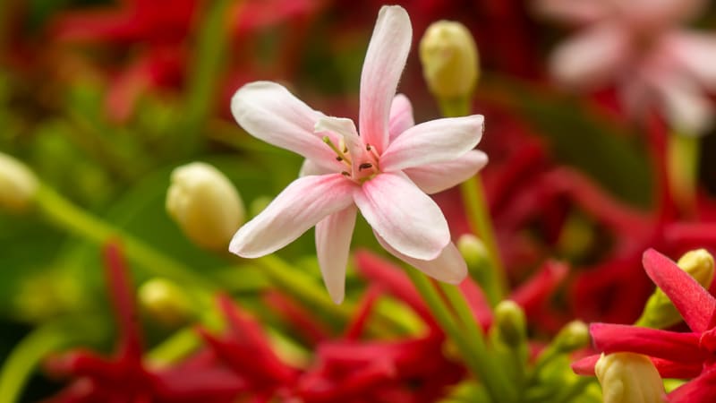 Hranoplod je nádherná liána, kterou můžete pěstovat v květináči