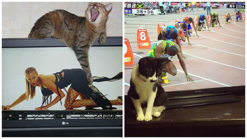 Kočky v akci! 22 vtipných fotek, které vznikly díky skvělému načasování