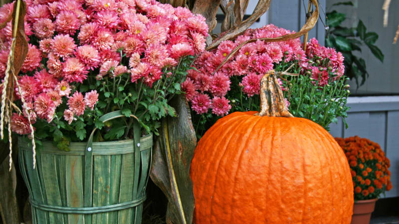Listopad na zahradě: Vysaďte poslední trvalky i cibuloviny a připravte rostliny na příchod zimy