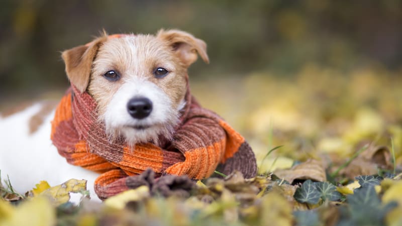 Užívejte si se svým psem podzimní přírodu, ale nezapomínejte, že klíšťata ještě nespí