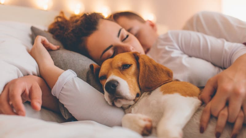 Pokud s vámi spí pes v posteli, sledujte, jaké místo si vybere. Zjistíte zajímavé věci