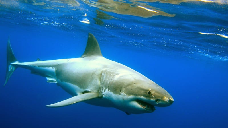 Žraloci míjejí plavce jen o metry a lidé nic netuší. Záběry z dronů překvapily i vědce