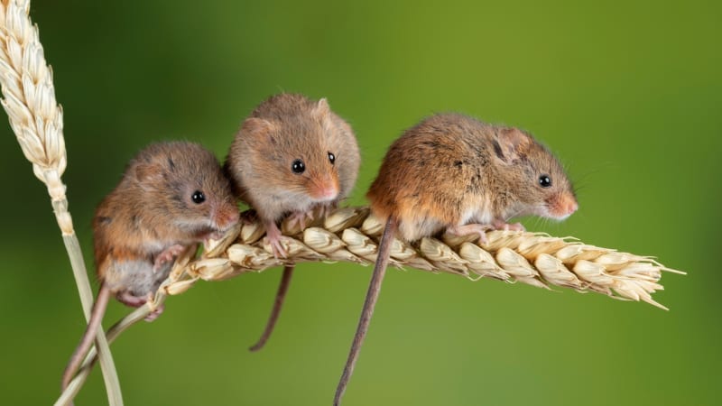 Myška drobná je nejmenší hlodavec naší přírody. Likviduje mšice a staví si krásná hnízda