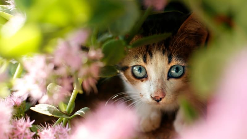 Už máte doma catio? Vychytávka pro kočky ochrání vaše mazlíčky a dopřeje jim přírodu